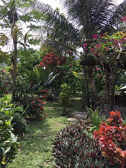 Nuestro jardín tropical